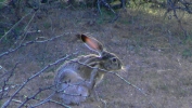 PICTURES/Tuzigoot Monument & Tavasci Marsh/t_Jack Rabbit2.JPG